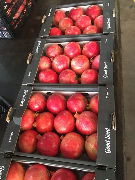 Class 1 pomegranates packed in Good Seed cartons on the packhouse floor