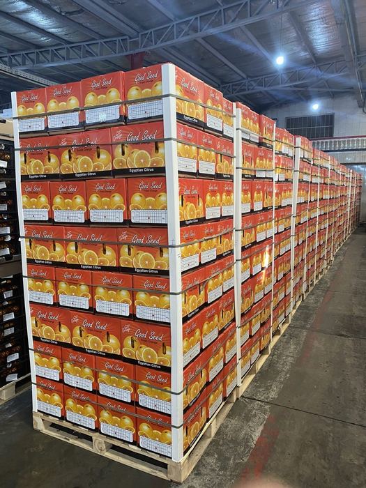 Pallets of Good Seed Egyptian citrus cartons strapped and stacked in the cold store
