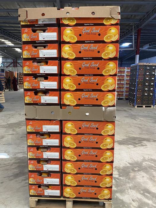 Class 1 Good Seed fresh orange cartons stacked two pallets high in the packhouse