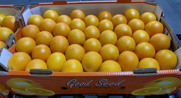 An open carton of Egyptian Navel oranges graded and packed to Class 1