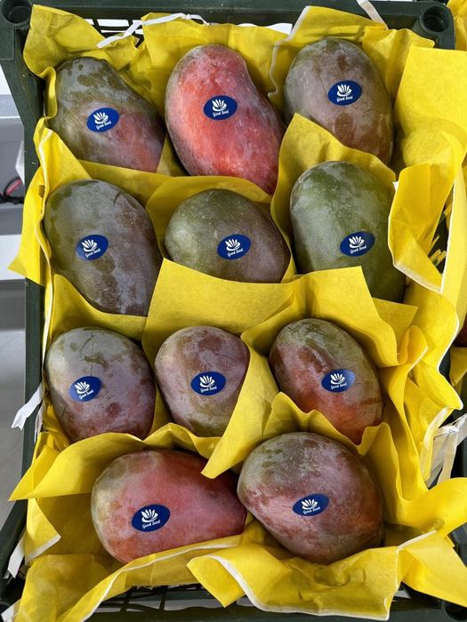 Egyptian mangoes individually wrapped in tissue and packed in a field crate