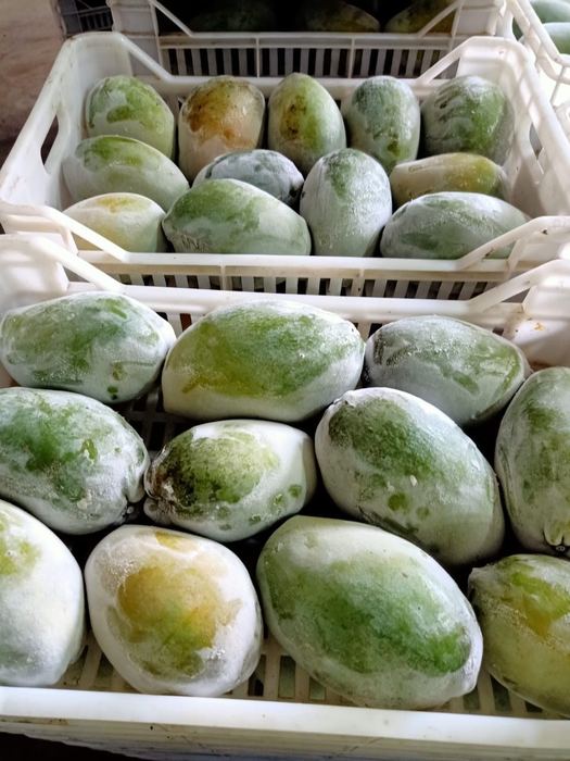 Whole frozen Egyptian mangoes in crates after the freezing tunnel