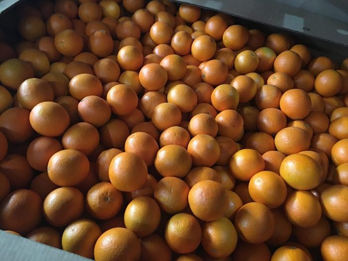 Loose Egyptian mandarins in a bulk bin before grading and packing