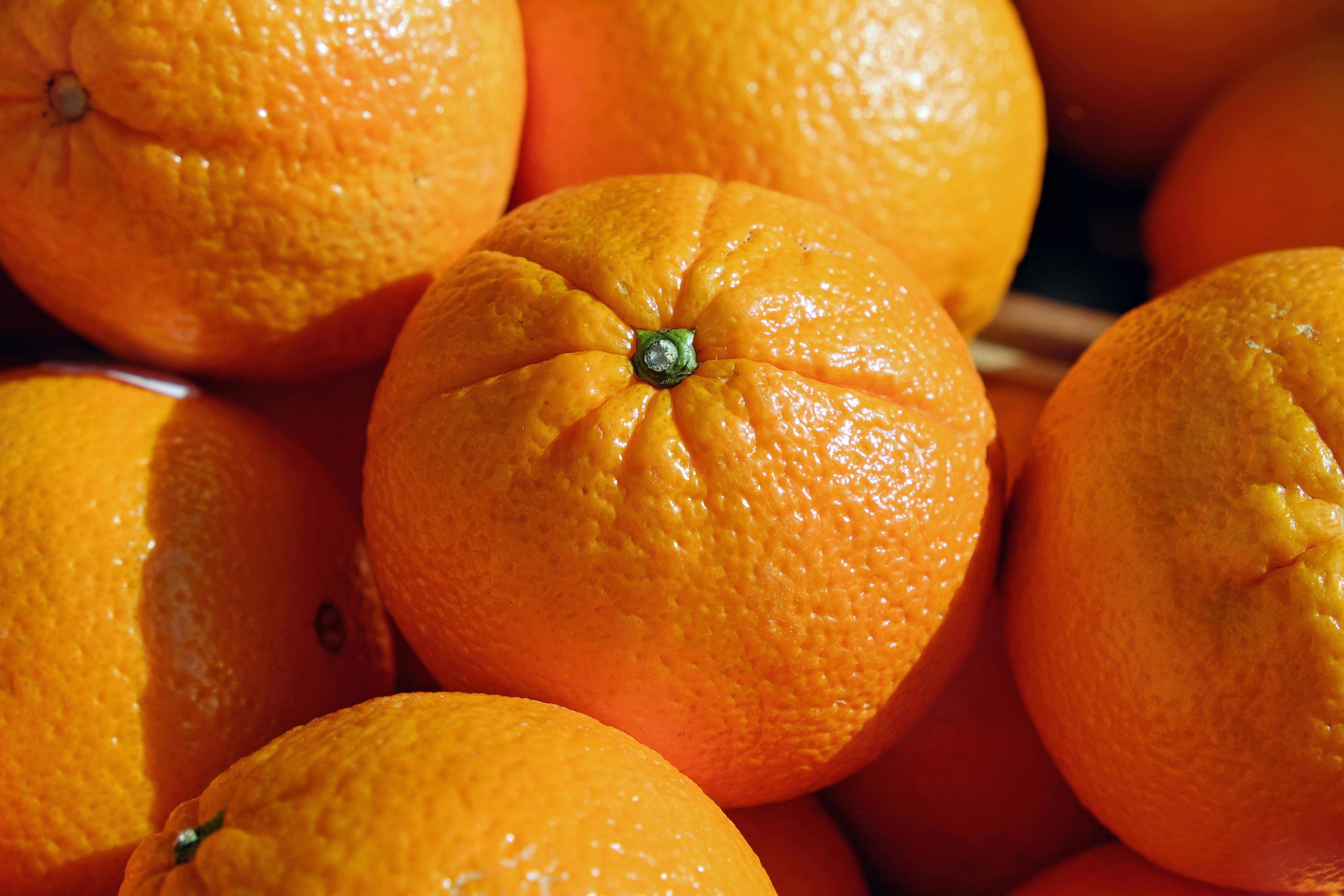 Fresh Egyptian Valencia oranges for export