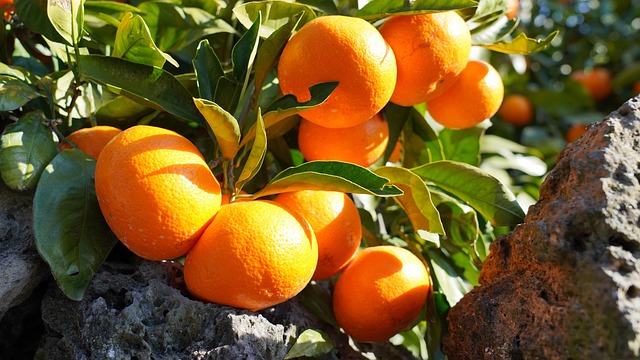 jeju island, mandarin, fruit, stonewall, harvest, jeju island, jeju island, mandarin, mandarin, mandarin, mandarin, mandarin