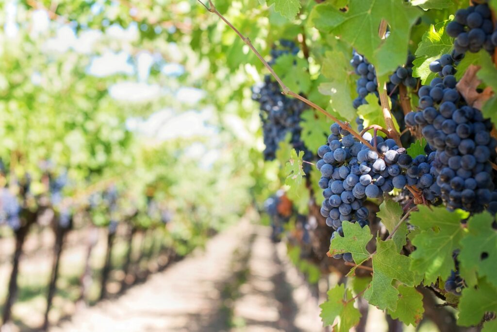 purple-grapes-vineyard-napa-valley-napa-vineyard-39351-39351 Close-up of ripe grapes on vineyard vines ready for harvest under bright sunlight.