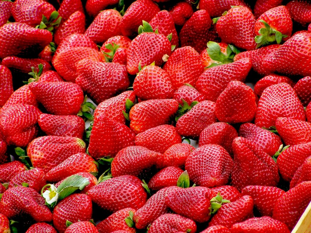 strawberries-red-fruit-royalty-free-70746-70746-1 A close-up of plump, fresh strawberries showcasing vivid red colors and lush green stems.
